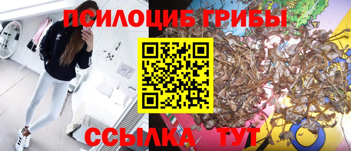 Псилоцибиновые грибы Psilocybe  Вход с VPN  Камышин 